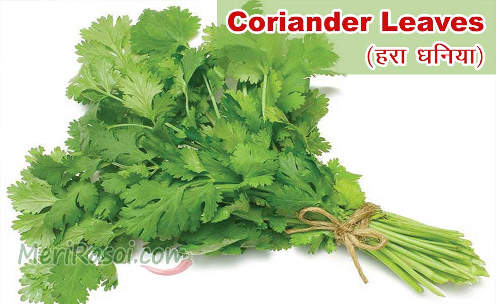 Coriander Leaves Hara Dhaniya Uses Health Benefits Side Effects